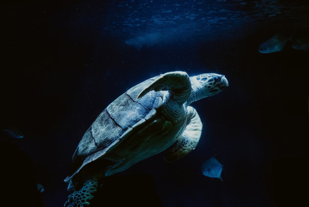 Sea Turtle