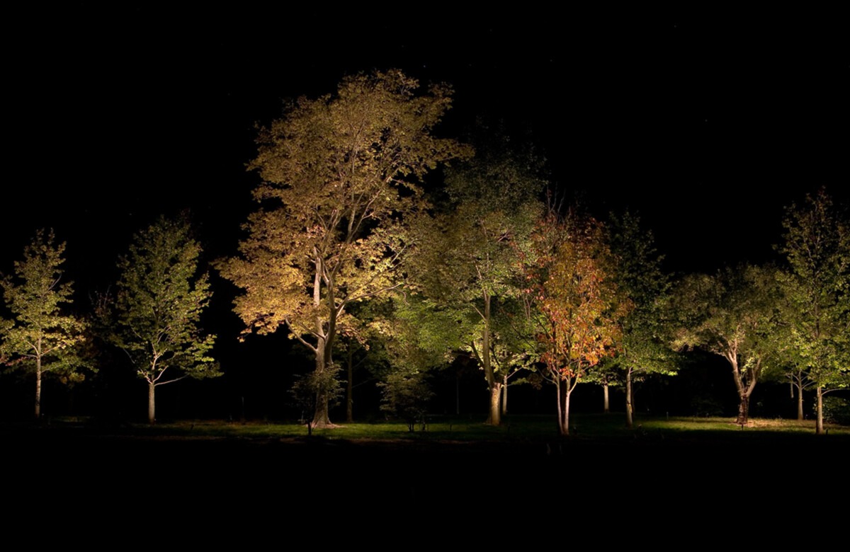 Trees illuminated at night with warm 12V landscape lighting